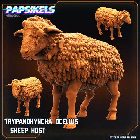 Trypanohyncha Ocellus Sheep Host
